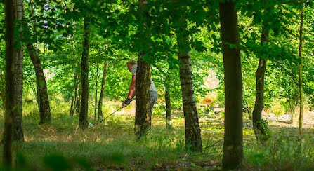 zie de golfer tussen de bomen